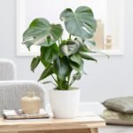 Most-Expensive-House-Plants-in-the-World.jpg